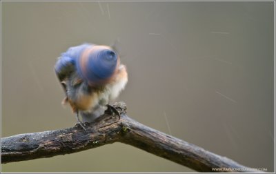 Eastern Bluebird Shakin