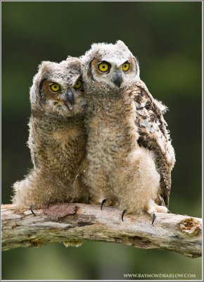 Great Horned Owlets   (captive)