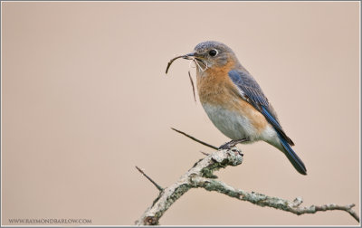 Eastern Bluebird 