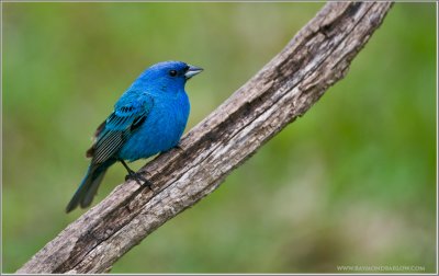 Indigo Bunting