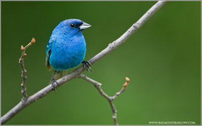 Indigo Bunting