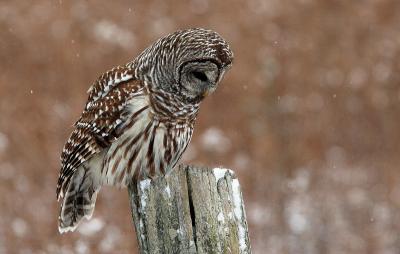 Barred Owl 7