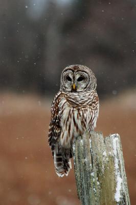 Barred Owl 6