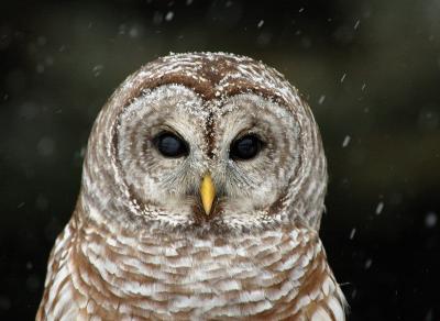 Barred Owl 5