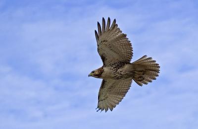 Red-tailed Hawk 2