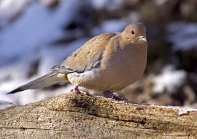 Mourning Dove 1