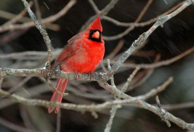 Male Northern Cardinal 1
