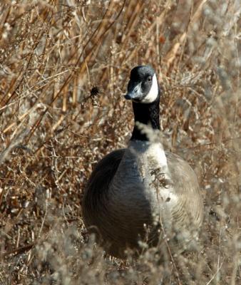 Canada Goose  1