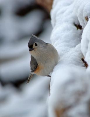 Tufted Titmouse 1