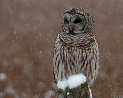 Barred Owl 4