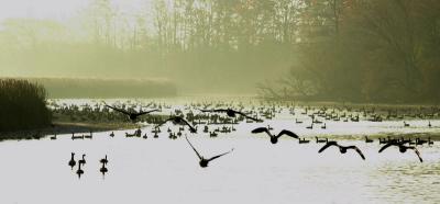 Canada Geese  2