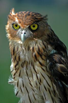 Philippines Hawk Owl 19