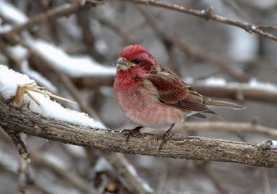 Purple Finch 3