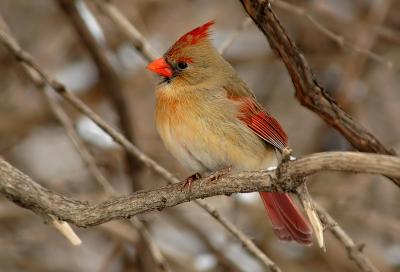 Female Northern Cardinal 2