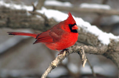 Male Northern Cardinal 3