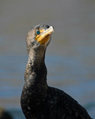 Double-Crested Cormorant 1