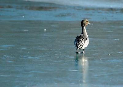 Male Northern Pintail 1