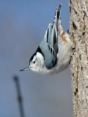 White-breasted Nuthatch 4