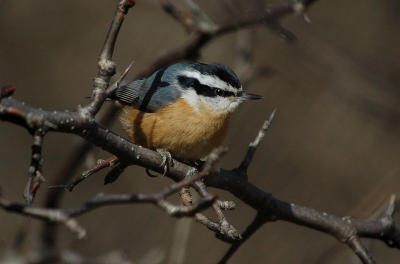 Red-breasted Nuthatch 6