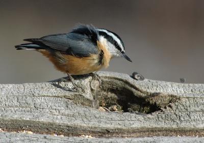 Red-breasted Nuthatch 7