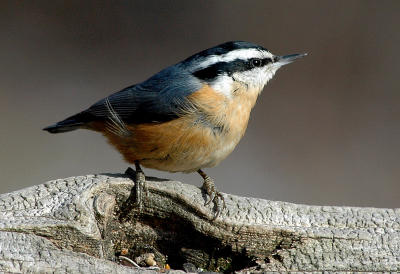 Red-breasted Nuthatch 8