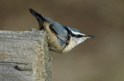 Red-breasted Nuthatch 9