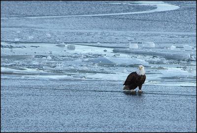 Bald Eagle1