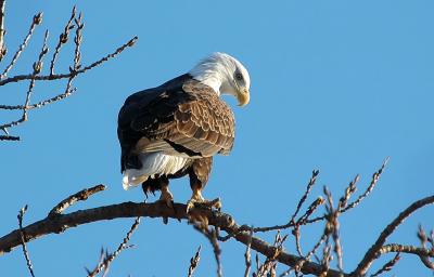 Bald Eagle 3