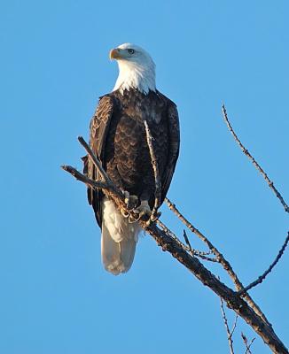 Bald Eagle 5