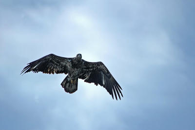 Juvenile Bald Eagle 21