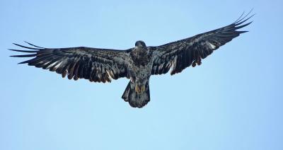 Juvenile Bald Eagle 9