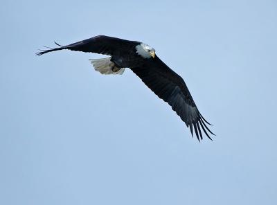 Bald Eagle 10