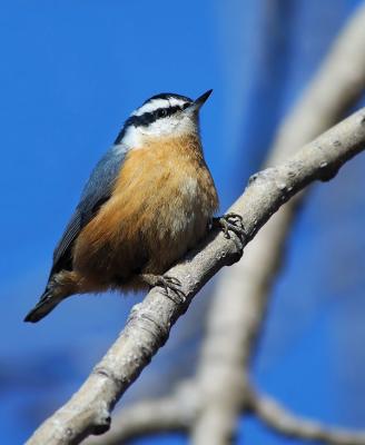 Red-breasted Nuthatch 11