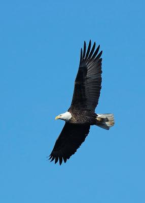 Bald Eagle 19