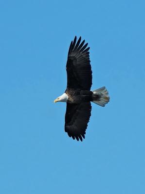 Bald Eagle 20