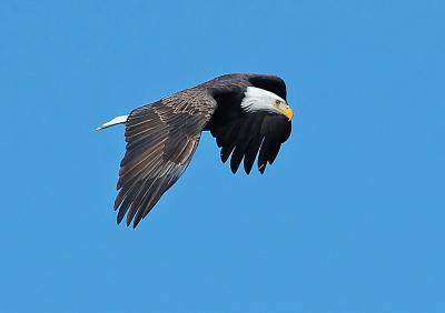 Bald Eagle 45