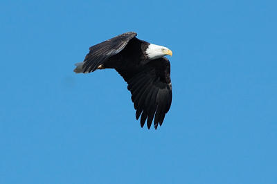 Bald Eagle 24