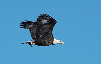 Bald Eagle 25