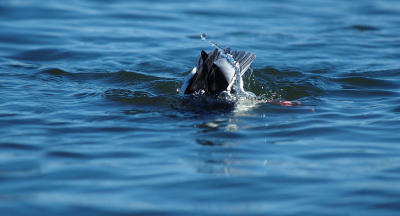 Bufflehead dive 2