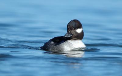 Female Bufflehead 4