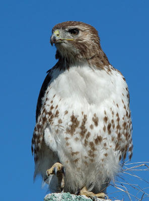 Red-tailed Hawk 33