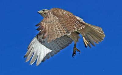 Red-tailed Hawk 44