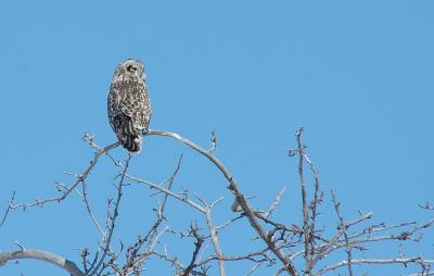 Short-eared Owl 2