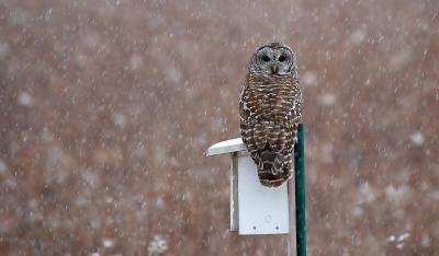 Barred Owl 2