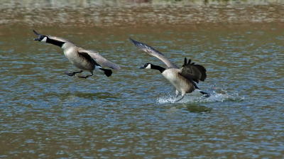 Canada Geese  6