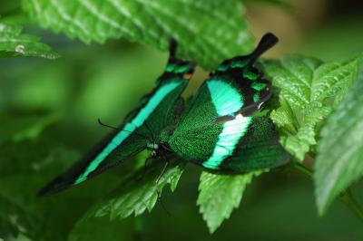 Emerald Swallowtail 21