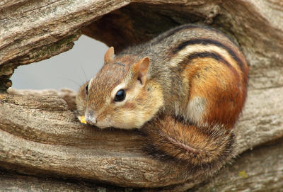 Sweet  Chipmunk