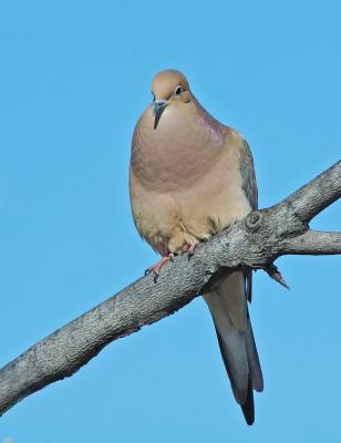 Mourning Dove 3