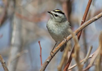 Golden Crowned Kinglet 2