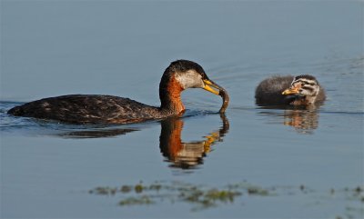 Red-necked Grebes 19